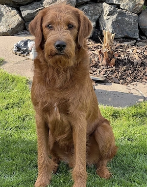 Verspielter Labradoodle
