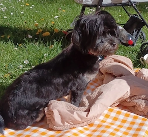  Könige Shih-Tzu 