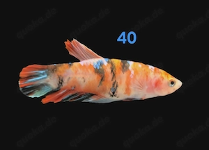 Auswahl Koi Kampffisch Weibchen 