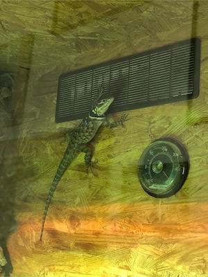 Blauer Stachelleguan (Sceloporus cyanogenys)