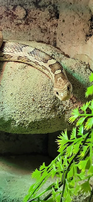 Kornnatter männlich