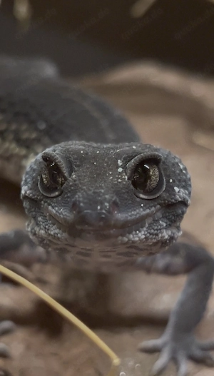 0.1 Black Night Leopardgecko - Eublepharis macularius Weibchen
