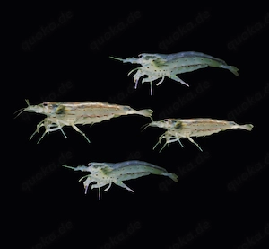 Amanos Amano Garnelen Caridina japonica