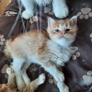 Maincoon kitten