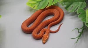 1.0 Hausschlange xtreme Red Albino DNZ 2025