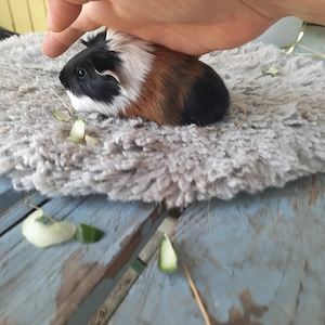 Sheltie Meerschweinchen 