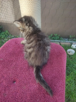 Langhaar Kitten Kater mit Zubehör  Bild 3