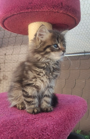 Langhaar Kitten Kater mit Zubehör  Bild 2