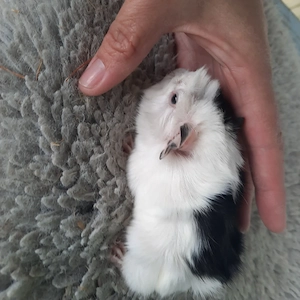 Rosettenmeerschweinchen