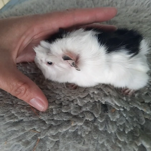 Rosettenmeerschweinchen