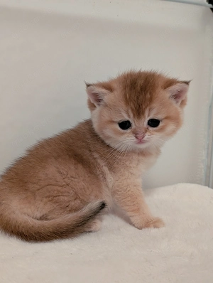 BKH Kitten zum Reservieren 