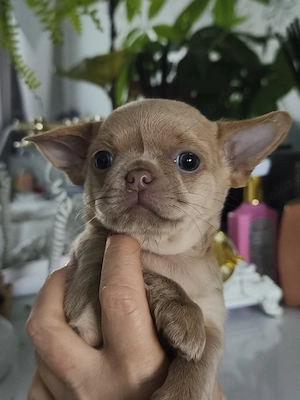 Chihuahua 