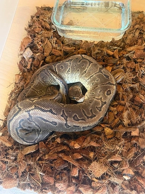 Königspython Bild 3