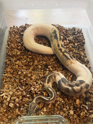 Königspython Bild 2