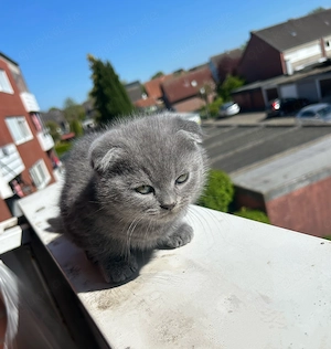     5 gesunde Babykatzen   verspielt & lieb