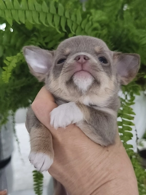 Chihuahua 