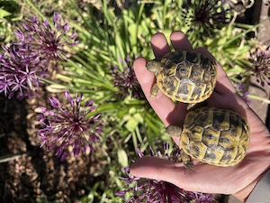Griechische Landschildkröten aus naturnaher Haltung abzugeben 