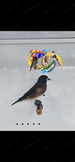 Stieglitz Carduelis  kleine Art