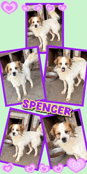 sanfter, lieber, wunderschöner Hundejunge "Spencer" sucht ein liebevolles Zuhause 