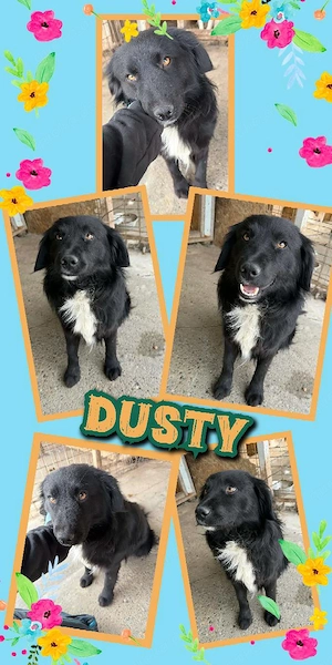 fröhlicher, lieber, menschenbezogener, offener Rüde "Dusty" sucht ein schönes Zuhause 