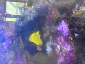 Doktor Fisch, Zitronenfisch Bild 4