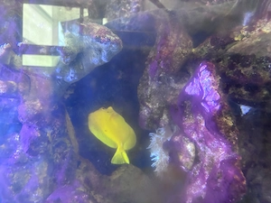 Doktor Fisch, Zitronenfisch Bild 5