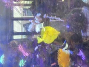 Doktor Fisch, Zitronenfisch Bild 3