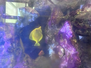 Doktor Fisch, Zitronenfisch