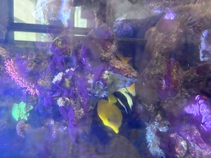 Doktor Fisch, Zitronenfisch Bild 2