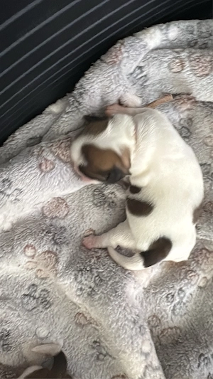 Shihtzu Hündin Reinrassig