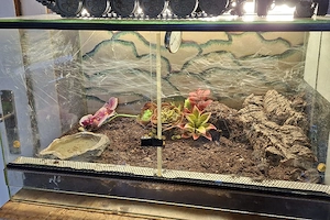 0.1 Tliltocatl albopilosus