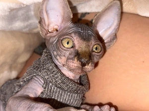 sphynx kitten kater 