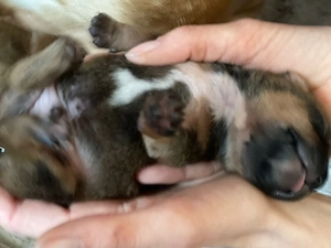 21.04.2026 - 7 gesunde Welpen