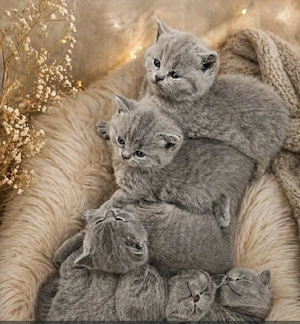 BKH in blue, Erstimpfung