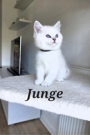 BKH kitten mit Stammbaum 