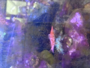 Korallenwächter (Salarias fasciatus)