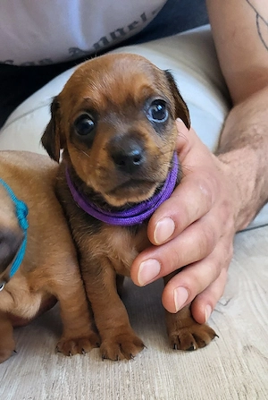 Zuckersüßes Chihuahua Mix Welpen Mädchen 