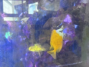 Fuchsfisch (Siganus vulpinus) 