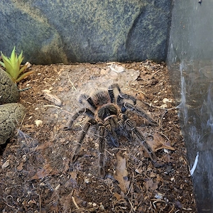 0.1 Lasiodora parahybana (Vogelspinne) mit Exo Terra