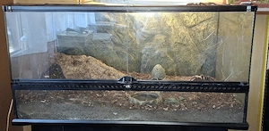 0.1 Lasiodora parahybana mit Exo Terra