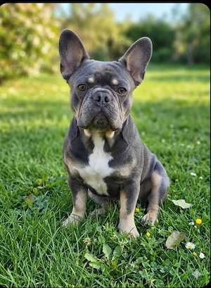 Deckrüde Französische Bulldogge 