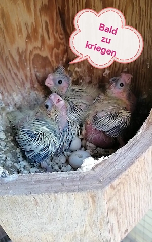 Nymphensittich  Babys