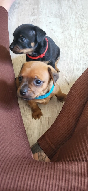 Zuckersüßer Chihuahua Mix Welpe Rüde