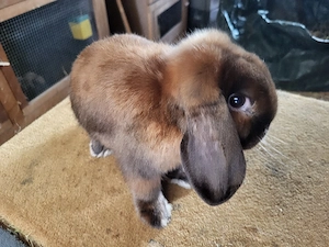 Hübsche Zwergwidder Zwergkaninchen   Bild 4