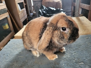 Hübsche Zwergwidder Zwergkaninchen   Bild 6