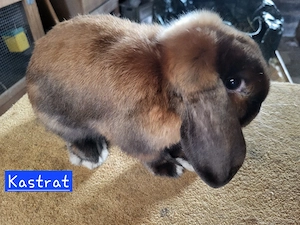 Hübsche Zwergwidder Zwergkaninchen   Bild 5