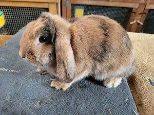 Hübsche Zwergwidder Zwergkaninchen   Bild 7