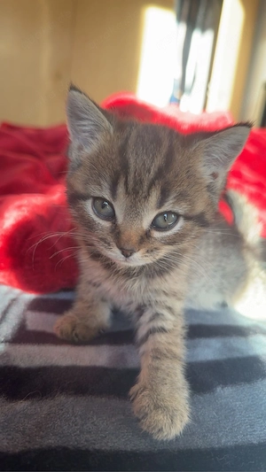 Kleine Herzen auf vier Pfoten suchen ihr Für-immer-Zuhause