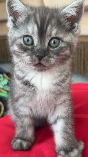 Kleine Herzen auf vier Pfoten suchen ihr Für-immer-Zuhause