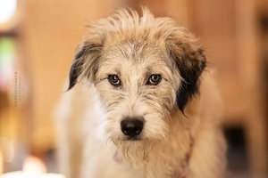 Anastasia - perfekte Anfängerhündin